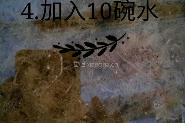 海石花果冻的做法图解4