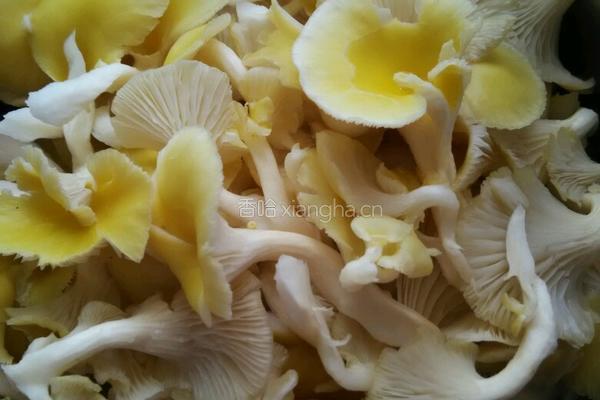 煮鸡油菌的做法图解1