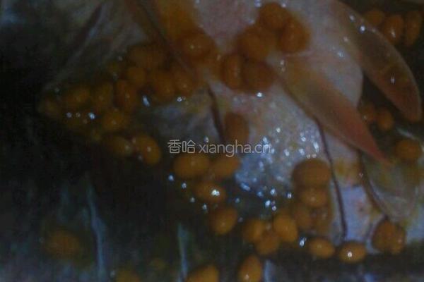 清蒸野鲮的做法图解3