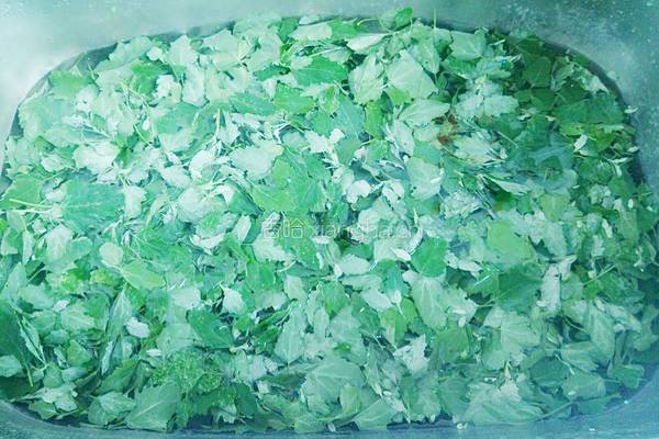 炒灰灰菜（天然野菜）的做法图解3