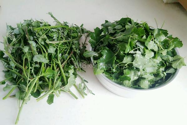 炒灰灰菜（天然野菜）的做法图解2