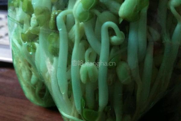 自发绿豆芽的做法图解5