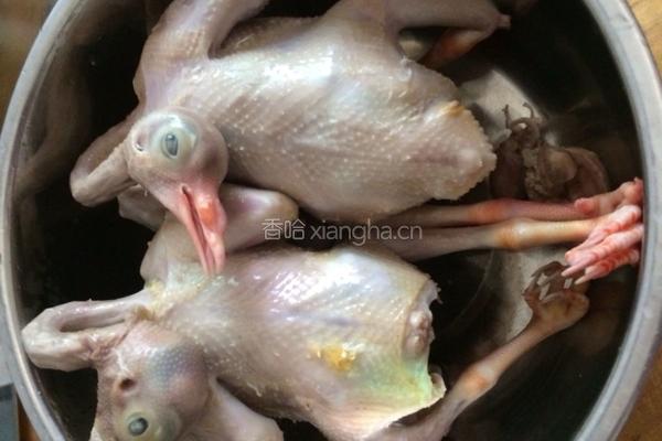白鸽汤的做法图解1