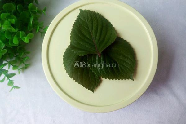 苏子叶咸菜的做法图解12
