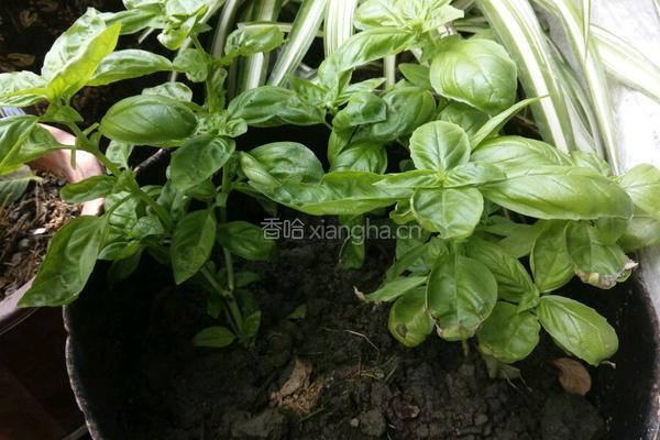 罗勒意面的做法图解1