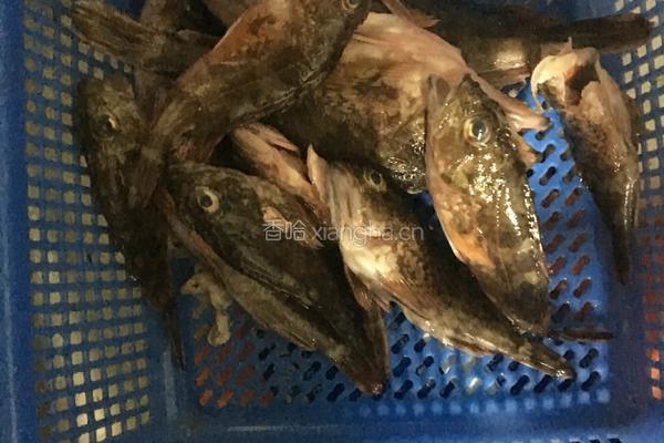 宝宝石斑鱼汤的做法图解1