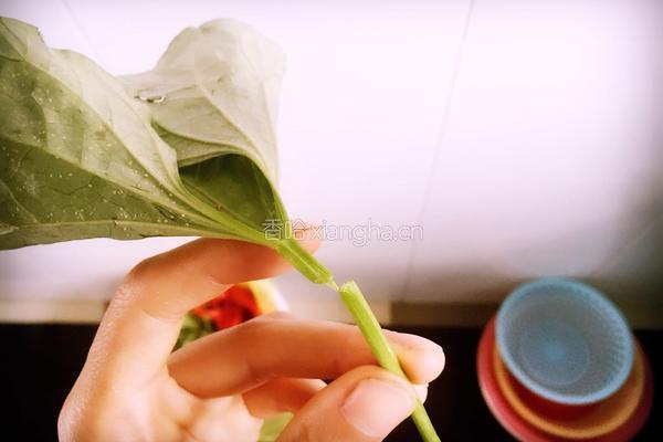 素炒红薯梗子的做法图解1