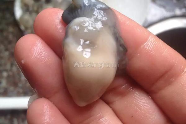 生蚝粥的做法图解2