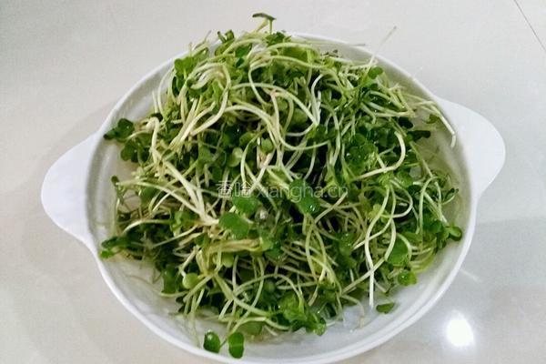 红辣椒拌萝卜苗的做法图解1