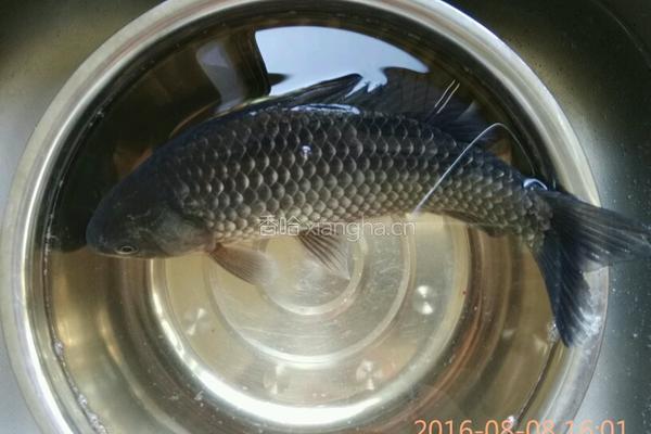 红烧草鱼的做法图解1