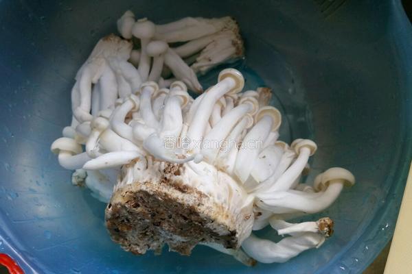 蚝油茶树菇的做法图解1