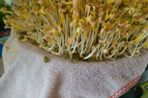 自己种的绿豆牙菜的做法图解7