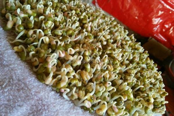 自己种的绿豆牙菜的做法图解5