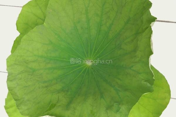 荷叶解暑茶的做法图解1