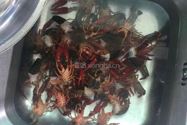 麻辣小龙虾的做法图解2