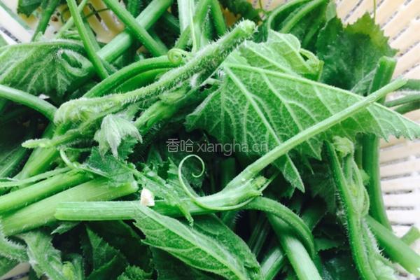 煮鸡纵菌的做法图解3