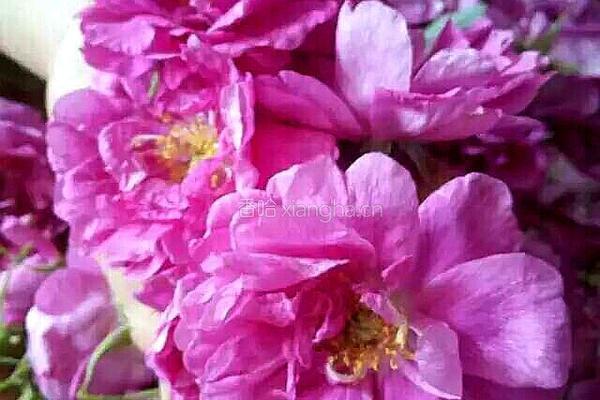 玫瑰花饼的做法图解1