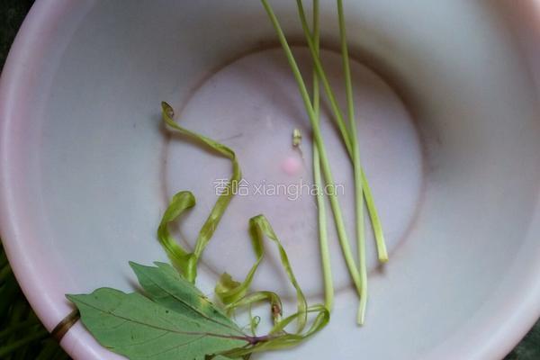 红薯杆菜的做法图解2