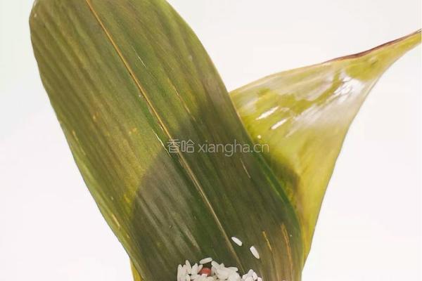红豆粽子的做法图解5