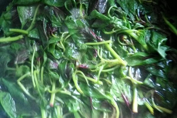 油水紫苋菜的做法图解5