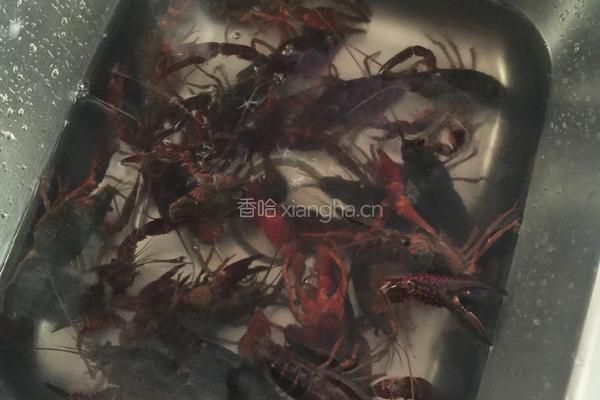 麻辣小龙虾的做法图解2