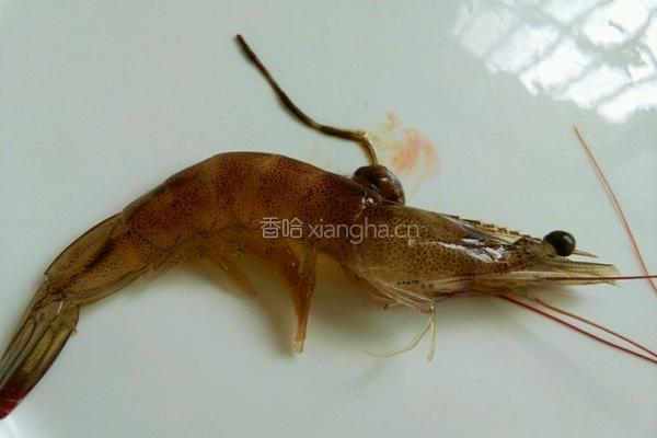 红烧基围虾的做法图解1