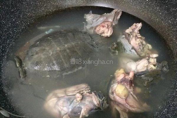 甲鱼汤的做法图解3