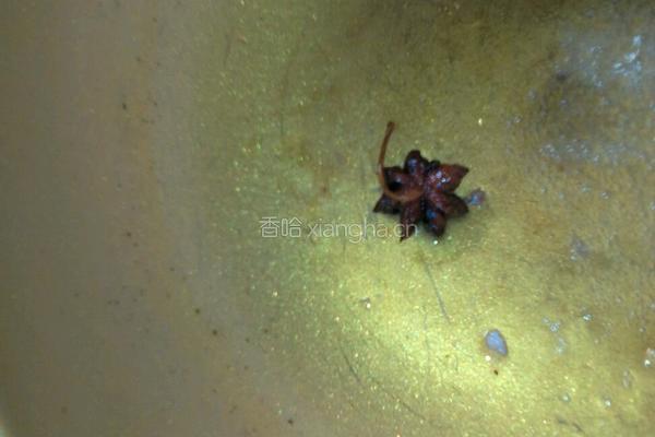 豆角蒸面条的做法图解3