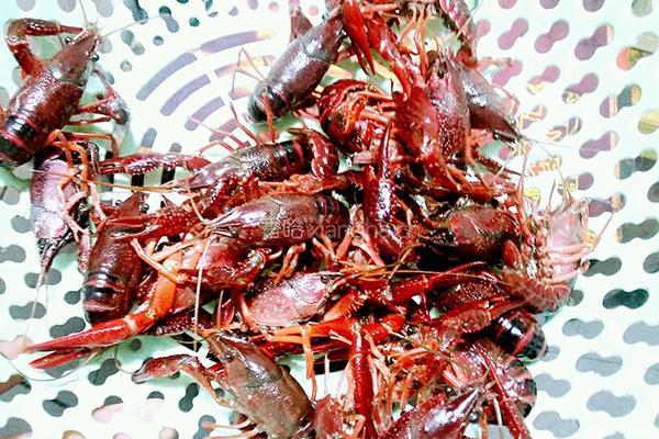 蒜泥龙虾的做法图解4