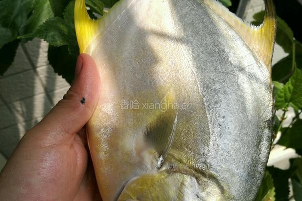 干烧金鲳鱼的做法图解1