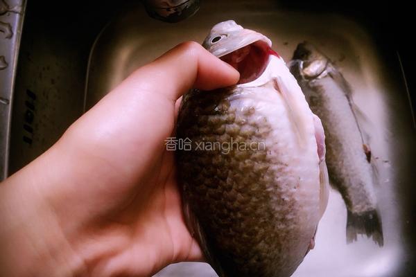 麻辣鲫鱼的做法图解1