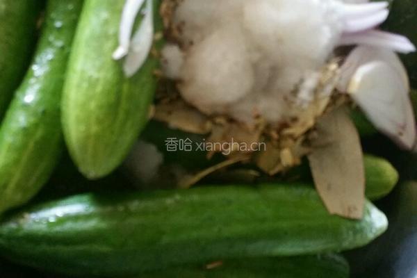 俄式酸黄瓜的做法图解3