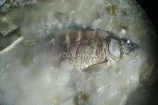 清煮鲫鱼汤的做法图解4
