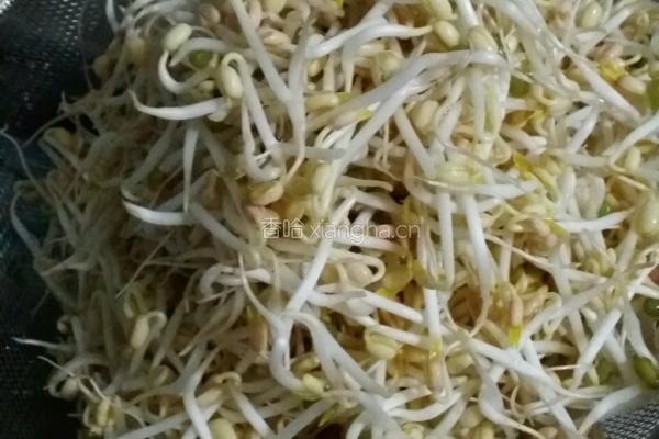 生绿豆芽的做法图解7