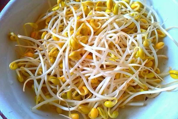 豆芽炖粉条的做法图解1