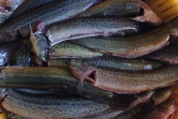 红烧泥鳅的做法图解2