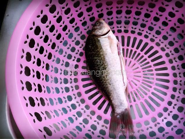 洗净的鲫鱼，放到篮子里，沥干水份