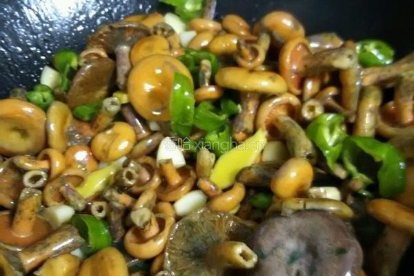 枞树菌炖肉丸的做法图解13