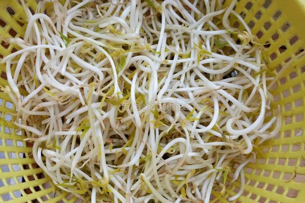 醋溜豆芽的做法图解1