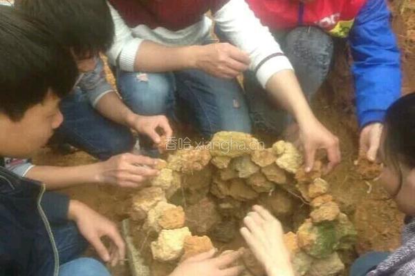 土窑鸡的做法图解1