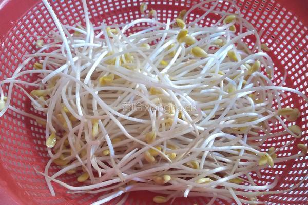 清炒黄豆芽的做法图解1