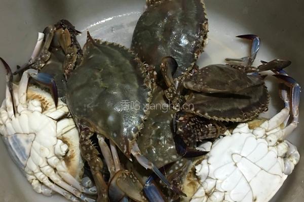 蟹煲的做法图解5
