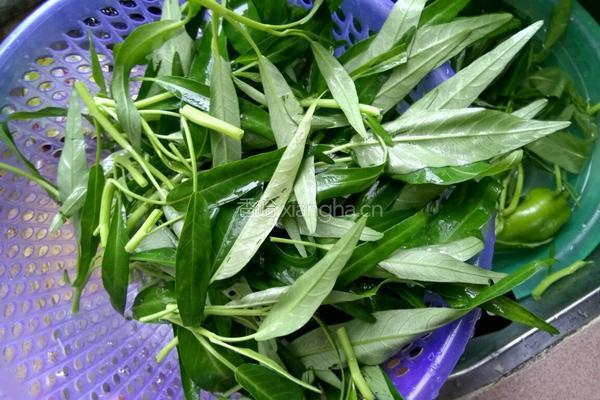 家常通菜的做法图解1
