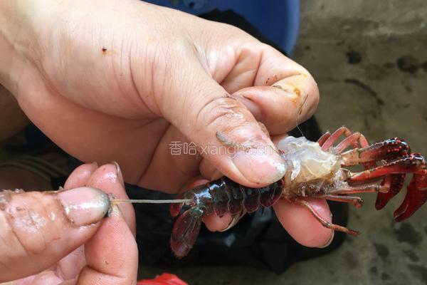 秘制香辣小龙虾的做法图解1