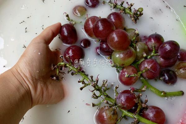 冰葡萄的做法图解3