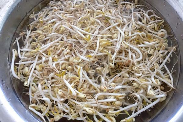 生绿豆芽的做法图解8