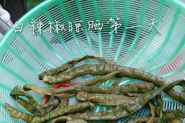 白辣椒的做法图解6