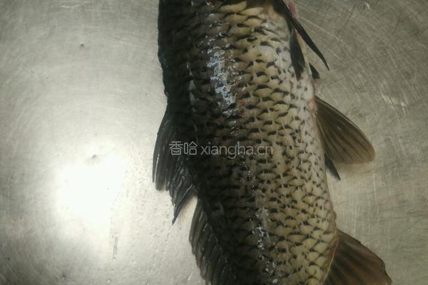 四川红烧鱼的做法图解1