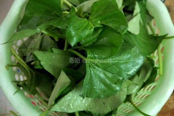 炒红薯叶的做法图解2