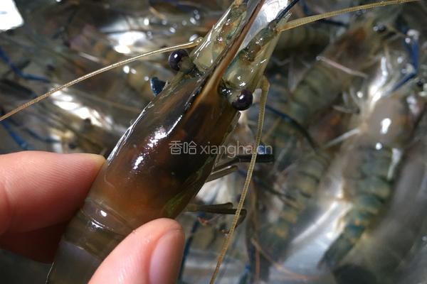 白灼罗氏虾的做法图解2